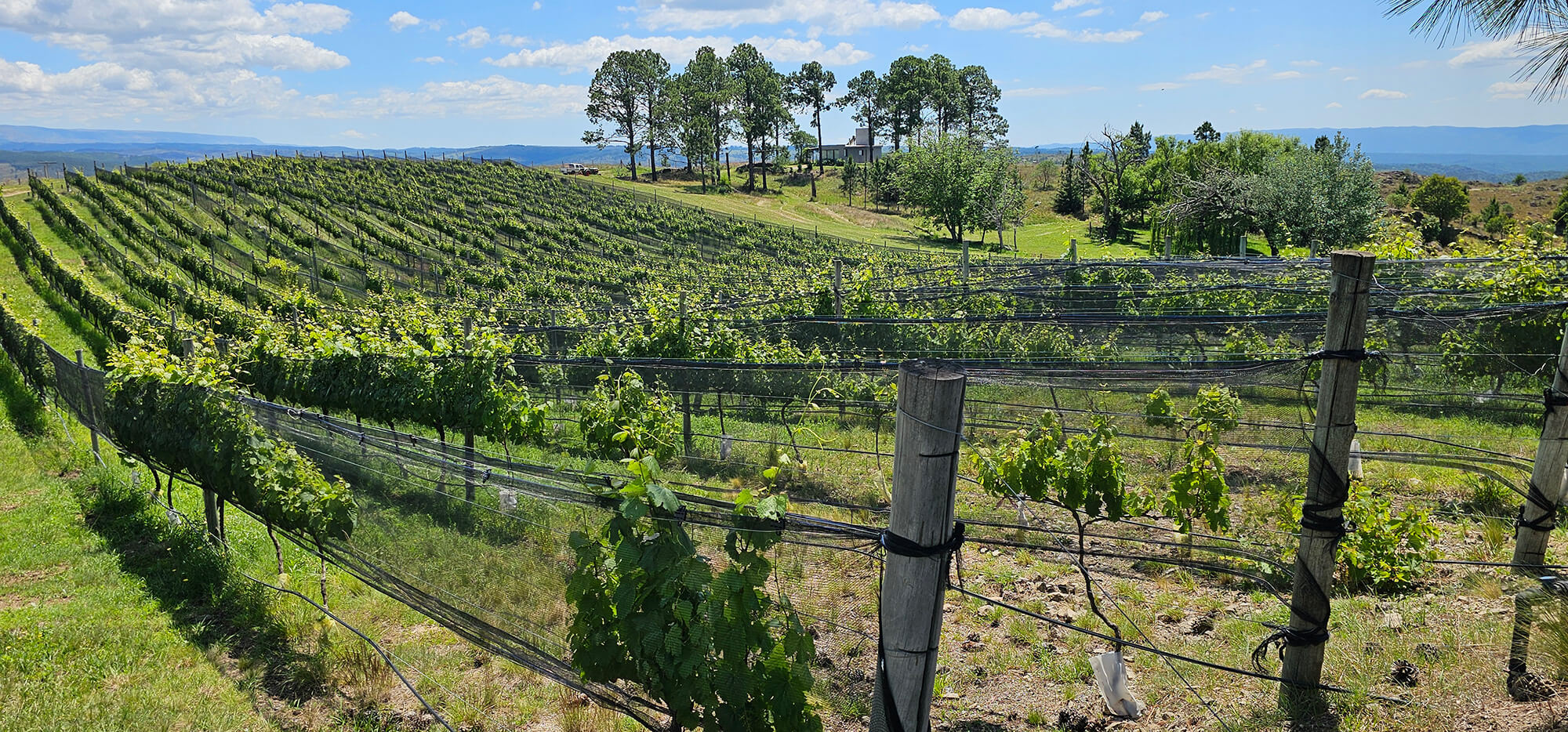 Viñedos de altura de Juana Urbana en Villa Yacanto
